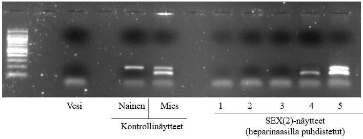Viidennessä testissä monistettiin SEX(1)-näytteet ja kitillä eristetyt NF(veri)-näytteet huomattavasti suuremmasta DNA-pitoisuudesta.