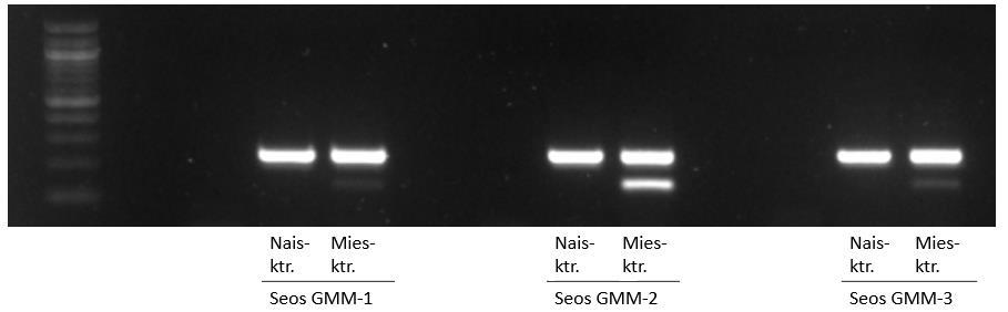 40 Kuten kuvasta 8 voidaan todeta, Green Master Mix -seoksella saatiin hyvin näkyviä HLA-fragmentteja, eli X-kromosomin tunnistus oli hyvä.