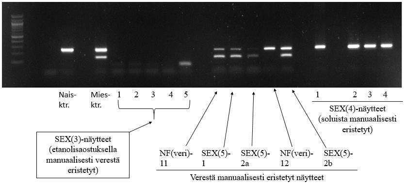 41 KUVA 10. Näytteiden vertailua uudella SEX-PCR-menetelmällä (Kuva: Olli Virtanen 2017) Kahdestoista ajo suoritettiin, kun haluttiin vielä kerran testata heparinaasin vaikutusta PCR-monistumiseen.