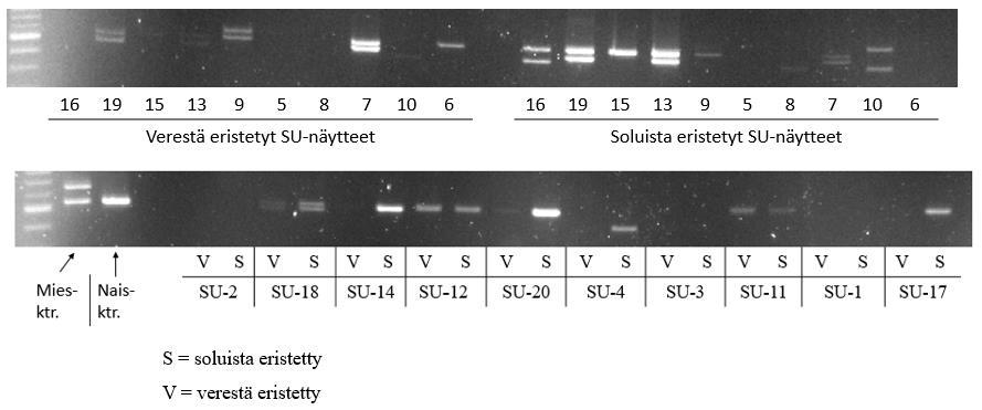 43 Tässä opinnäytetyön osassa käytettiin kahdestakymmenestä henkilöstä peräisin olevia SU-projektin DNA-näytteitä (liite 4). Jokaista henkilöä kohden oli kaksi manuaalisesti eristettyä näytettä.