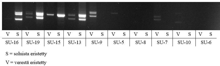 44 D1S80-minisatelliittia testattiin vielä kerran erilaisella lämpötilaohjelmalla Minisatelliitti 2 (taulukko 6). DNA:ta käytettiin kaksi kertaa enemmän kuin edellisessä testissä.