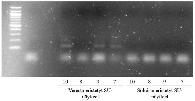 45 KUVA 15. Kapillaarielektroforeesissa analysoitujen SU-näytteiden ID-PCR-tulokset (Kuva: Olli Virtanen 2017) Kaikista kahdeksasta DNA-näytteestä löydettiin geenimerkkejä.