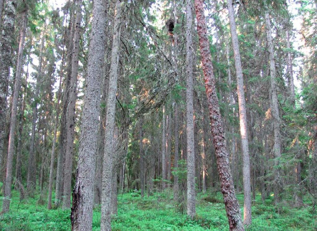 Kanahaukan pesäkuusikkoa. ti hankkeen rakentamisvaiheessa, jolloin alueella joudutaan suorittamaan melko laaja-alaisia rakentamistoimia.