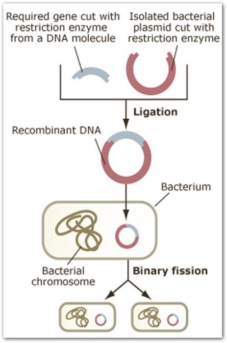 DNA-insertin liittäminen vektori-dna:han Tutkittava geeni eristetään solusta tai monistetaan solun ulkopuolella.