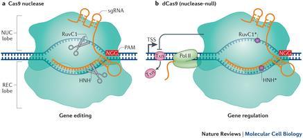 CRISPR/CAS9 & Al.