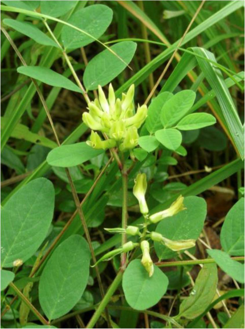 12 o Imeläkurjenherne Astragalus glycophyllos Äärimmäisen uhanalainen (CR) Suomessa 3 tunnettua esiintymää kasvaa valoisissa metsänreunoissa ja teiden varsilla Kohdepopulaatiossa oli jäljellä vain