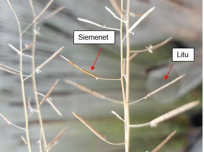 3 Kuva 2. Arabidopsis thalianan litu ja siemenet. Arabidopsis thaliana on ensimmäinen kasvilaji, jonka koko genomi on sekvensoitu.