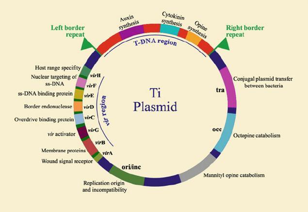 4 2.2 Kasvien transformaatio Transformaatio on geneettisen materiaalin siirtymistä solusta toiseen paljaan plasmidi- DNA:n välityksellä.