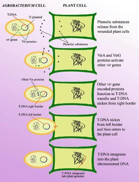5 Agrobakteerivälitteisessä geeninsiirrossa siirrettävä DNA liitetään restriktioentsyymien avulla Ti-plasmidin siirtäjä DNA:han eli T-DNA:han (englanniksi transfer-dna).