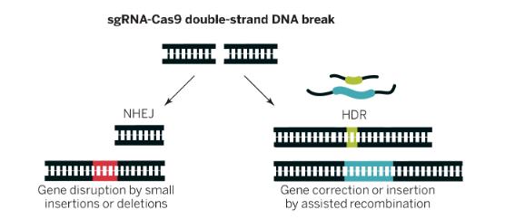 12 Cas9:n toiminta DNA-säikeiden katkaisussa perustuu kahden endonukleaasidomeenin, RuvC:n ja HNH:n olemassaoloon.