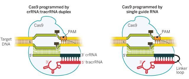 13 2.3.3 CRISPR/Cas9:n käyttö geenitekniikassa CRISPR/Cas9 on yksi tehokkaimmista viime vuosina kehitetyistä genomien muokkaustekniikoista.