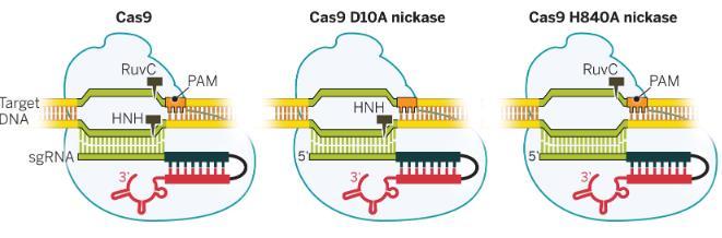 14 Cas9-entsyymiä voidaan muokata esimerkiksi siten, että se sisältää vain yhden endonukleaasidomeenin, joko RuvC:n tai HNH:n, jolloin vain yksi DNA-juoste katkeaa, eikä