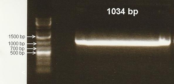 25 2. fragmentin: PCR(CD)-tuote 2. restriktiokohdan: NcoI. Kuva 21. PCR(AD)-tuote.