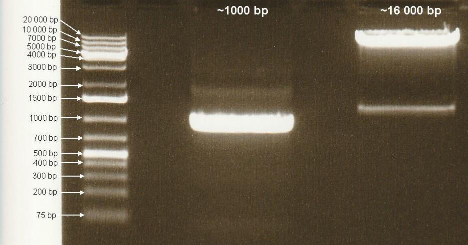 26 Kuva 23. 1-prosenttinen agaroosigeeli kuvattuna Bio-Radin Molecular Imager -laitteella. Vasemmalla PCR-tuote eli insertti ~1000 bp ja oikealla plasmidivektori Y ~16 000 bp.