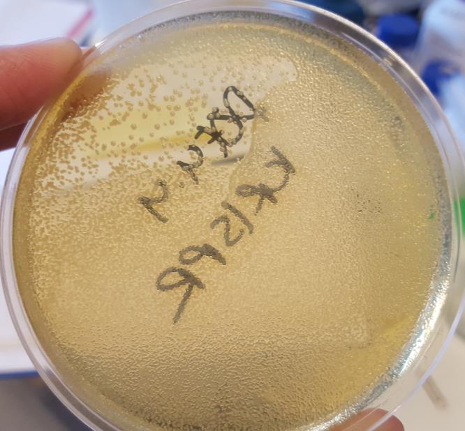 27 PCR-tuotteen eli insertin DNA-pitoisuudeksi saatiin NanoDrop-spektrofotometrillä mitattuna 42 ng/µl ja puhtaudeksi A 260 / A 280 1,92.