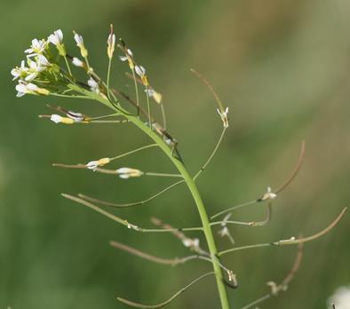 2 2 Teoriaa 2.1 Arabidopsis thaliana Arabidopsis thaliana eli lituruoho on yksivuotinen, touko kesäkuussa kukkiva ruohokasvi, joka kuuluu ristikukkaiskasvien heimoon (kuva 1).