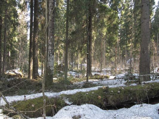 Maastoon jääneiden jälkien perusteella alue näyttäisi olevan ahkerassa virkistyskäytössä (kuva 1.).