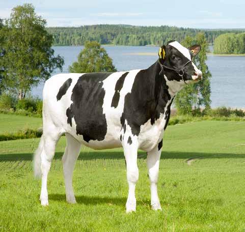 Merkittäviä arvostelumuutoksia Vuoden 2016 neljännessä NAV-arvostelussa otettiin käyttöön muutoksia, joista muutamat vaikuttavat merkittävästi sonnien ja lehmien jalostusarvoihin.