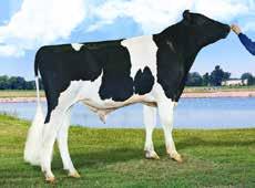 Supersire HOL 96359 I:Robust II: Soctrate EI:Planet EEI: P Shottle NTM +29 Uskomaton huipputuotos Rungokkuutta Loistavaa luonnetta Tuotosindeksi: 130 Maito kg 129 Pitkämait 0 Rasva kg 132 Valk.