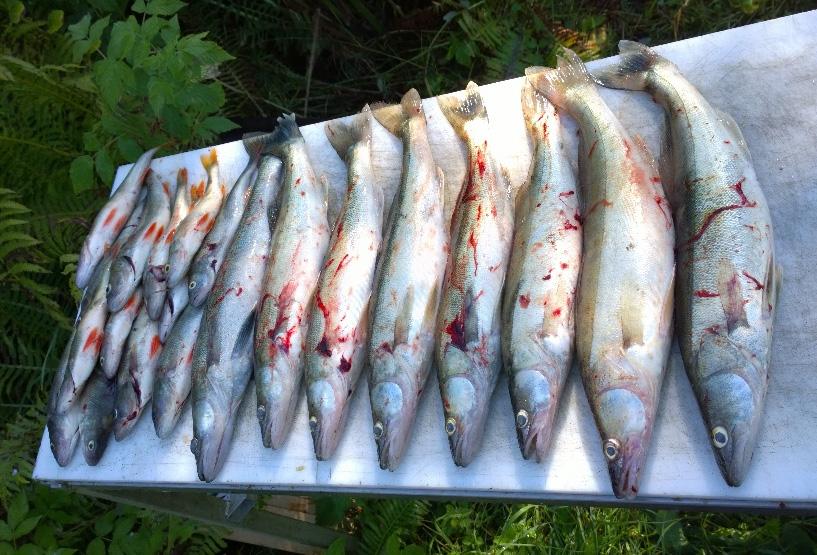 Kuhan keskikoko tuntuu olevan Porissa varsin hyvä, sillä alamittaisia kaloja ei juurikaan joudu vapauttamaan.