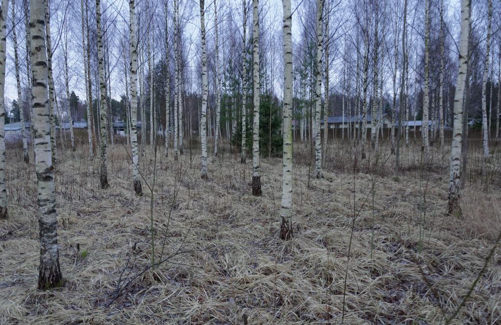 Kuva 3. Urheilukentän länsiosassa kasvaa harvahko koivumetsä, mutta alueen viljelyhistoria kyntövakoineen on yhä selvästi nähtävissä. Myös pelto-ojitus on jäljellä.