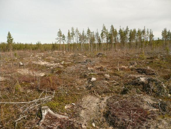 Hiekan seassa kohtalaisesti kiviä, mutta vain yhdessä kohdassa on havaittavissa kivessä kapea kvartsijuonne. Siitä laikutuskone on ilmeisesti irrottanut pari kvartsinpalasta.