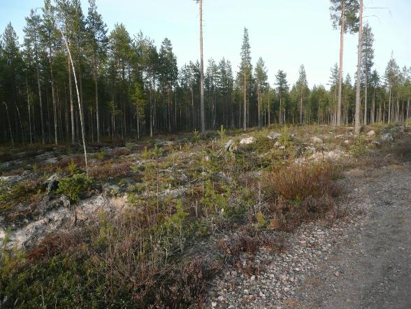 6 Asuinpaikkaa tien oik. puolella. kuvattu itään. Asuinpaikan maastoa.