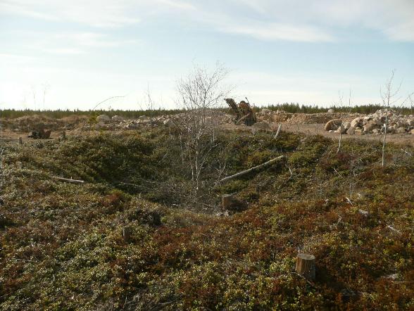 9 Huomiot: Tervahauta säilyneenä hiekkakuopan koillisreunalla.