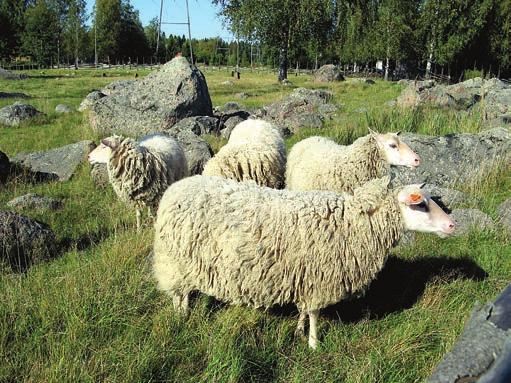 Koskeljärvi on kansainvälisesti arvokas lintuvesi, jonka monet lintuharrastajat ovat jo ottaneet omakseen.