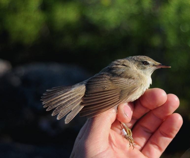 Ruokokerttusen Acrocephalus schoenobaenus keväinen päämuutto tapahtuu vajaata viikkoa aikaisemmin kuin viiruttomilla kerttusilla. Taulukko 25.