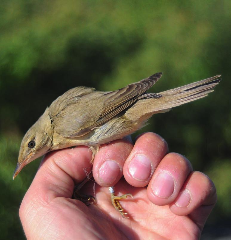 Luhtakerttusen Acrocephalus palustris yleisvärisävy on vihertävän kellertävä. Tertiaaleissa ja käsisulissa on leveät vaaleat kärjet, jotka käsisulissa leveimmillään aivan sulkien kärjissä.