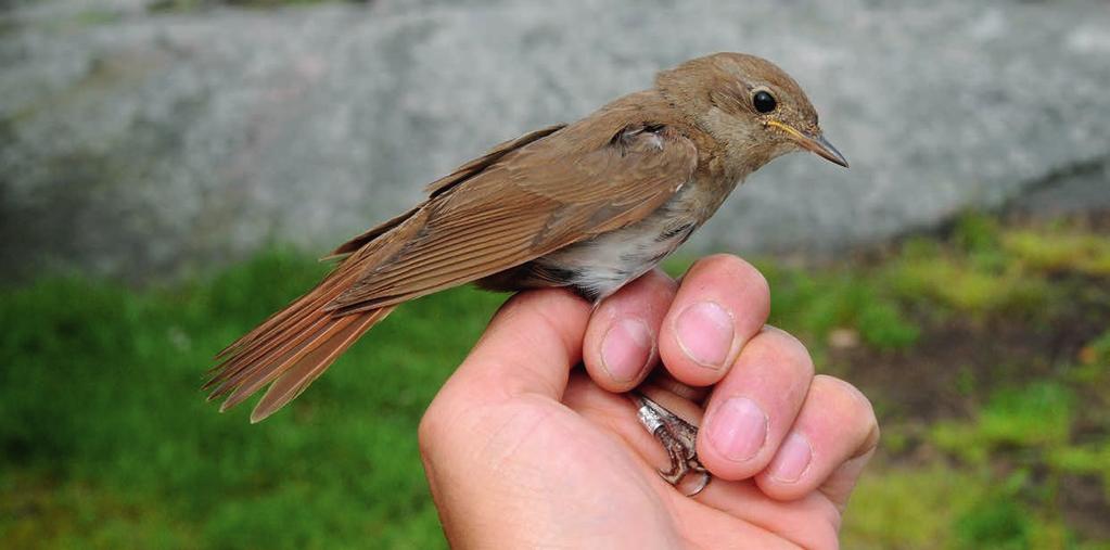 Taulukko 15. Punarinnan Erithacus rubecula kevätrengastuksien ajoitus (mediaani) ikäluokittain. 2kv 24.4. 11 1809 +2kv 23.4. 9 329 +1kv 27.4. 12 692 Yht. 25.4. 11 2830 muksen mukaan keväinen ajoitusero ikäluokkien välillä on pienempi kuin syksyisin.