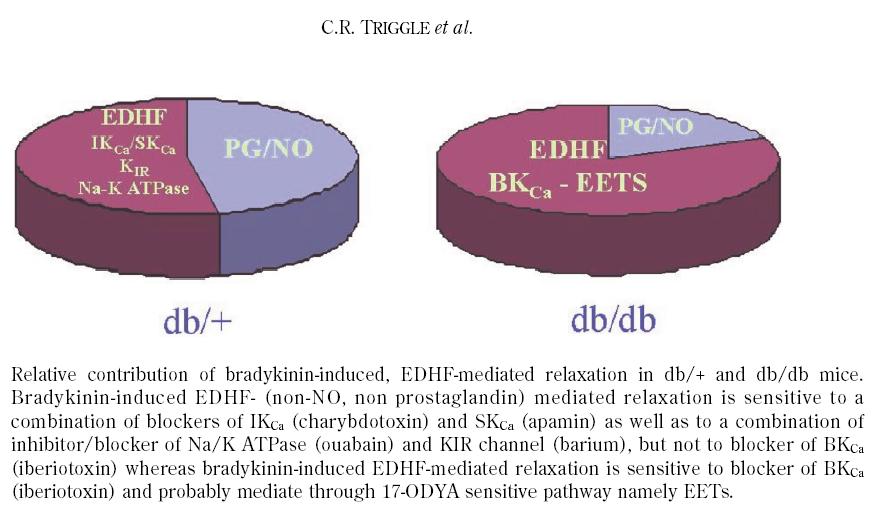Vasoaktiivisia endoteeliperäisiä säätelijöitä Suonen sisätila Endoteeli Prostanoidit ja EDHF EDHF cs / is <----> COX-1 / COX-2 PGI 2 TxA 2 PG?