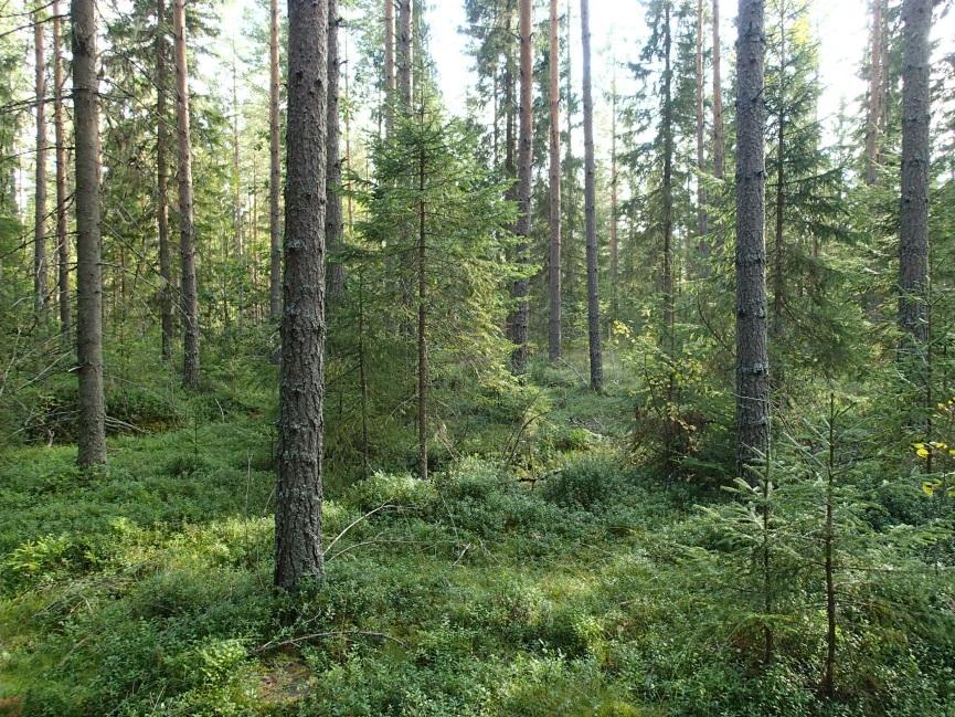 7 Malmitien Kopsasta Hituraan tulee kulkemaan suurimmaksi osaksi olemassa olevien metsäteiden kohdalla. Kopsan päässä tie rakennetaan koskemattomaan metsämaahan ja laajan hiekkakuoppa alueen poikki.