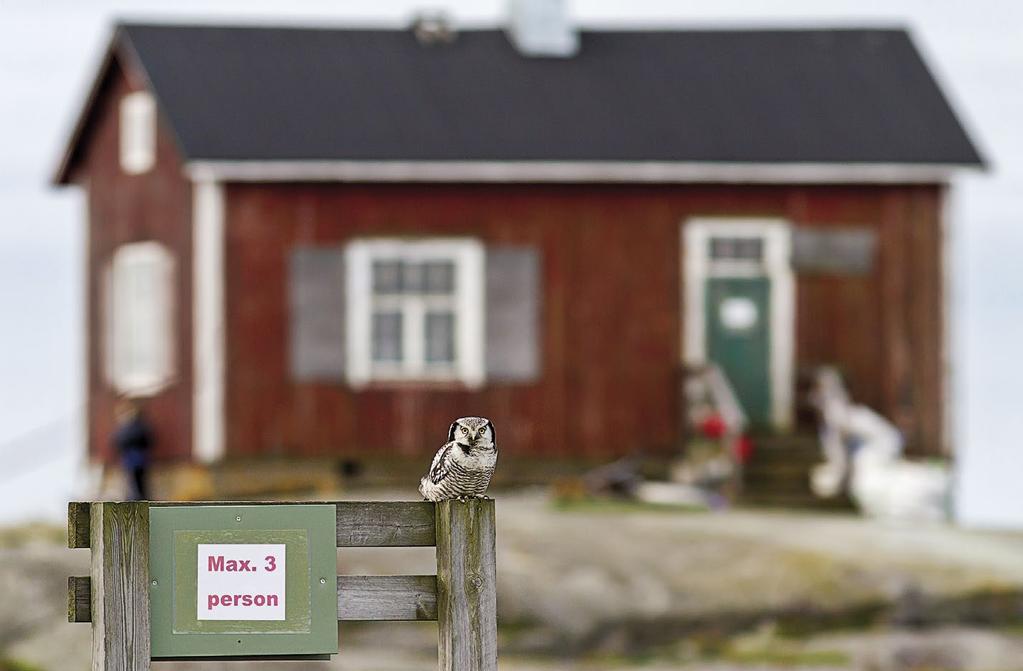 Tutkimus Hiiripöllön etelänvierailut ovat yleistyneet. Nowadays the Hawk Owl Surnia ulula visits Southern Finland more often than earlier.