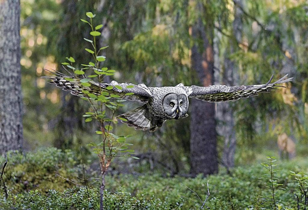 Tutkimus Kiitokset Kunnia kuuluu kaikille havaintojen keruuseen osallistuneille. Pekka Komi saa lisäksi erityiskiitokset tunturipöllökuvasta. Kirjallisuus Andersson, M.