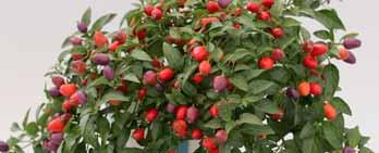 Kauniin tummanpunaiset, pyöreät hedelmät, joiden maku on keskivoimakas. Erittäin aikainen lajike, ehtii hyvin tuottaa satoa myös parveke- ja terassiviljelyssä.