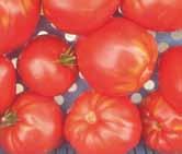 626,00 A1-0987 Tiesto VARR HR ToMV/TSWV/Ff:1-5/Fol:0,1/For/On/Va/Vd/Ma/Mi/Mj Satoisa ja aikainen, tomaattihärmäresistentti lajike.
