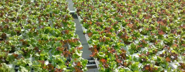 Kasvatuspöytien avulla mahdollistetaan optimaalinen viljely pintaalan hyötykäyttö ja järkeistetään hoito- ja pakkaustöitä mm. koristekasvien ja ruukkukasvien viljelyssä.