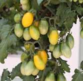 Taimi on melko voimakaskasvuinen, kasvaa jopa 90 cm leveäksi. Tuottaa noin 30 g painoisia, pitkänomaisia hedelmiä, joissa on oranssinpunaisella pohjalla keltaisia juovia.
