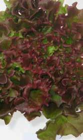 169,50 A1-0843 Multigreen 3 Lajikkeella on leveäliuskaiset, kauniin tummanvihreät, rapeat lehdet. Kasvattaa pyöreät, avoimet salaatinpäät, joissa on todella runsaasti tasakokoisia lehtiä.