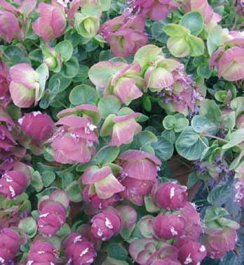 16,00 Saratoga Mix ORIGANUM X HYBRIDA KORISTEOREGANO Kirigami UUTUUS Syyrianmeiramille sukua oleva kasvi, jonka lehdet tuoksuvat hyvälle.