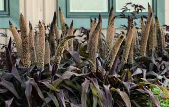 Koristekasvit Hinnat alv 0 % PANICUM HIRSSI A6-5050 P. virgatum Fontaine, Lännenhirssi (luutahissi) Siementarve noin 1,5 g/1.000 tainta.