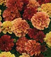 12,90 TAGETES SAMETTIKUKKA Tagetes erecta. Isosamettikukka 1.000 siemenestä saa n. 750 tainta. Itää 22 24 C:ssa 2 vrk:ssa, viljelylämpö 18 20 C.