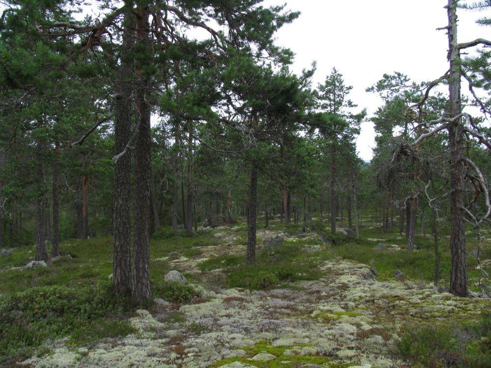 Muuta Metsähallituksen alue-ekologisessa verkostossa Lumivuoren karut kalliometsät ja Lumijärven rantarämeet on merkitty arvokkaiksi luontokohteiksi.