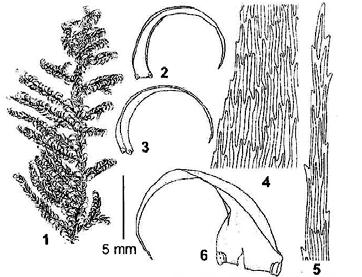 Viimeisessä artikkelissa Timo Koponen esittää selvityksen Malesiassa esiintyvästä Mniaceae-heimon lajistosta (3 sukua, 10 lajia).