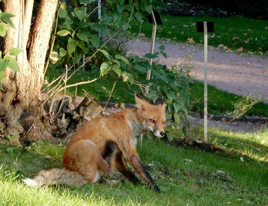 6 Ketun ilta-ateria Viime sunnuntain ilta-auringossa repolainen rapsutteli