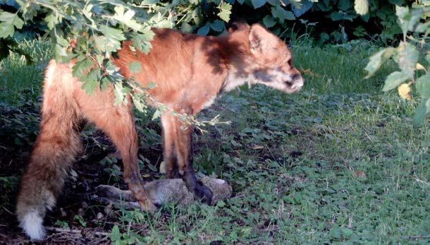 Kaupunkilaiskettua ei ole kuulemma usein nähty puutarhalla, lienee ollut