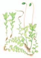 joskus nurmikolla. Nuotiosammal Funaria hygrometrica 0,2 0,5 cm Palaneella maalla mm.