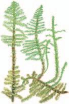 Pohjanhuurresammal Palustriella decipiens NT 3 6 cm Suomessa laajalti, painopiste pohjoisessa, harvinainen